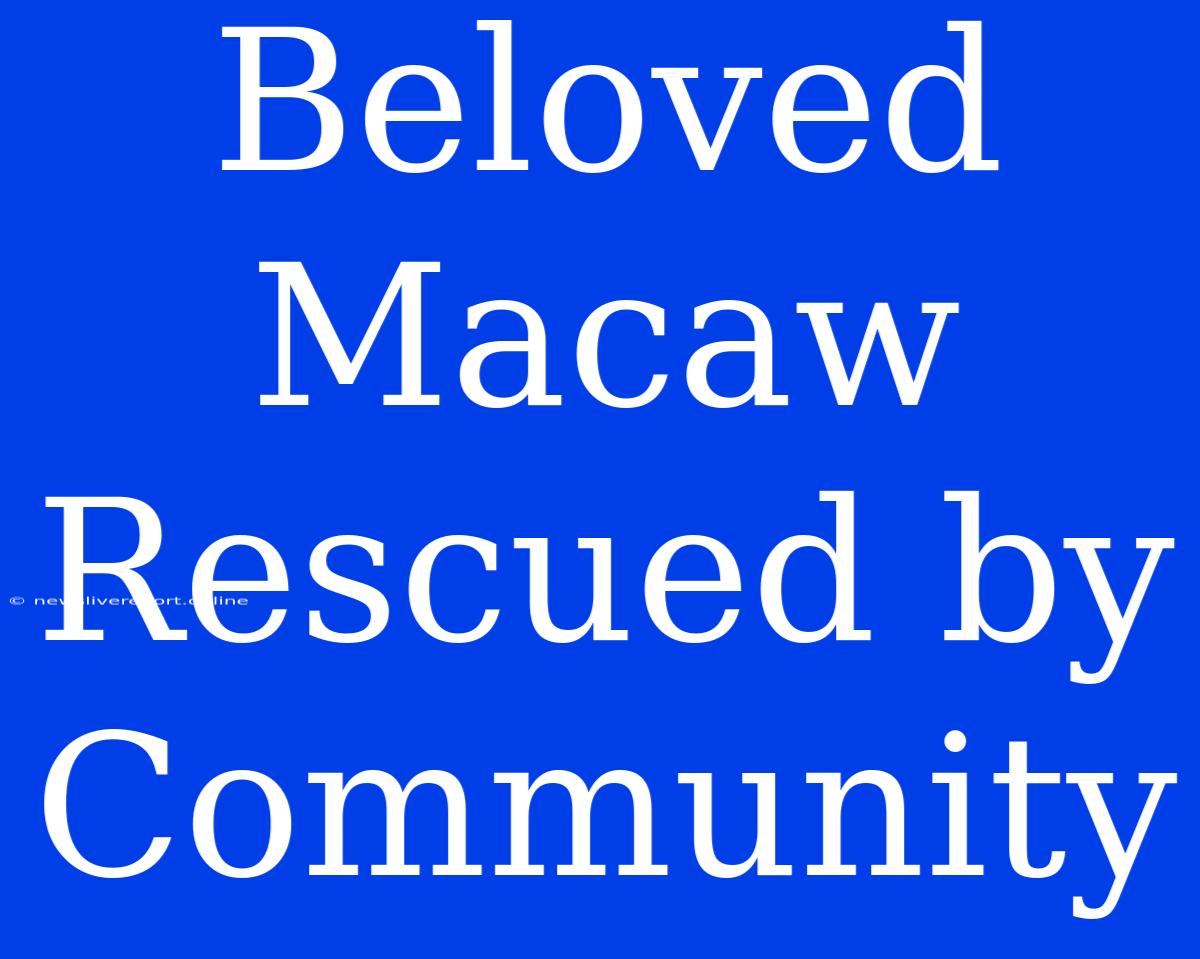 Beloved Macaw Rescued By Community