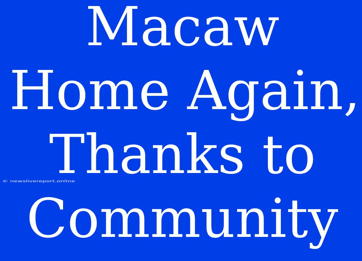 Macaw Home Again, Thanks To Community