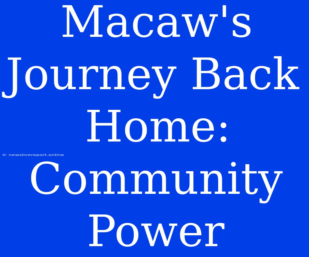 Macaw's Journey Back Home: Community Power