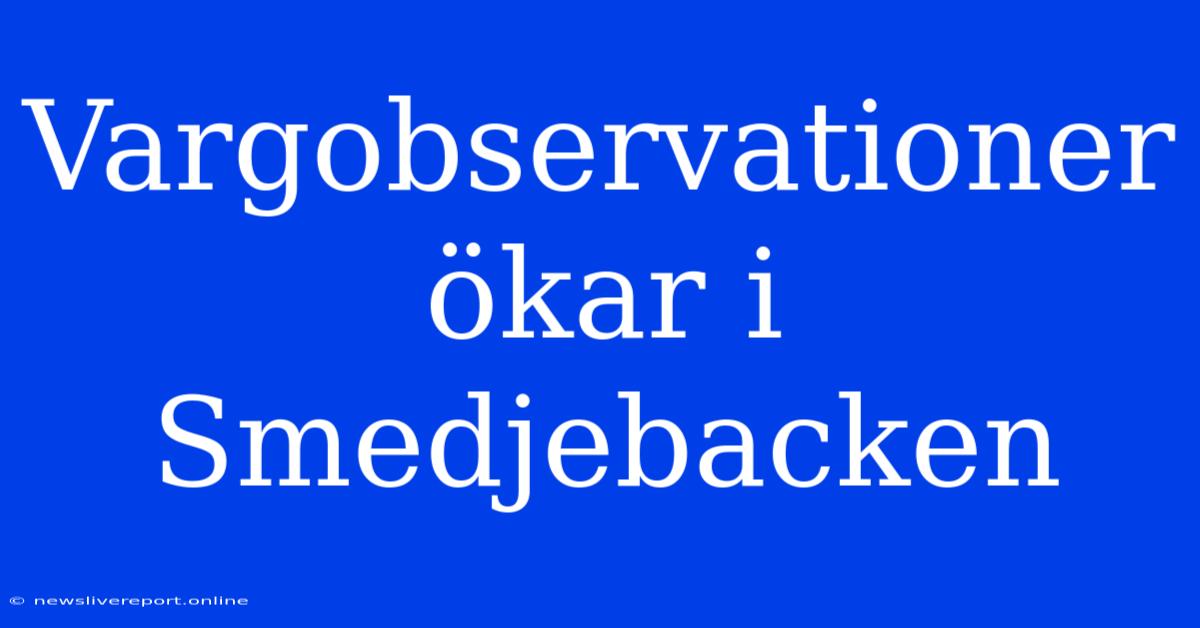 Vargobservationer Ökar I Smedjebacken